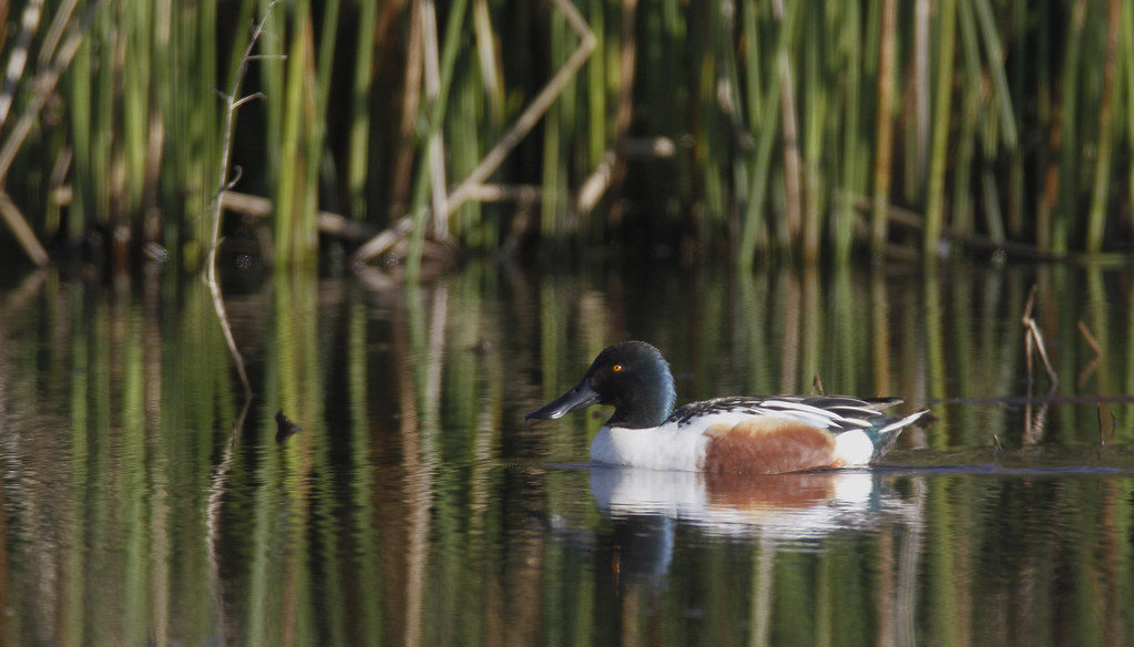 A drake Northern Shoveler in Monterey County, California (2/19/2020).