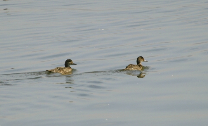 A pair of Baikal Teal at Seosan, South Korea (10/16/2005).