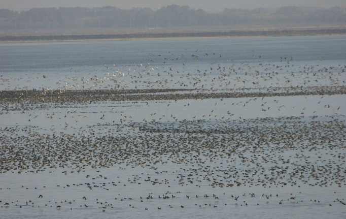 A sizeable percentage of the world's population of Baikal Teal wintering on one of Seosan's huge reclamation lakes. I spent Sunday visiting this enormously important migration stopover point and wintering area, which Birds Korea considers the best birdwatching area on the peninsula. Over 200,000 Baikal Teal regularly winter here, and my very conservative estimate for the day was 30,000. Feeding among them were many other species of waterfowl such as Common Teal, Great Crested Grebes, and Common Pochards. Flying in great skeins overhead and feeding in the adjacent fields were many thousands of<br />
Tundra Bean and Greater White-fronted Geese (below). Witnessing this major migration event was a powerful experience.