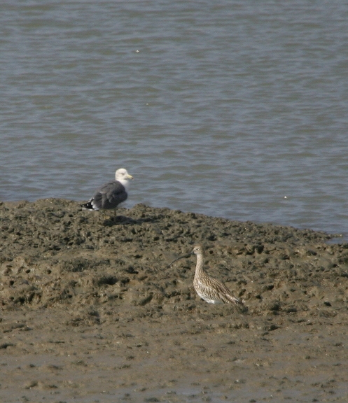 A Eurasian Curlew at Asan Bay, South Korea (10/8/2005).
