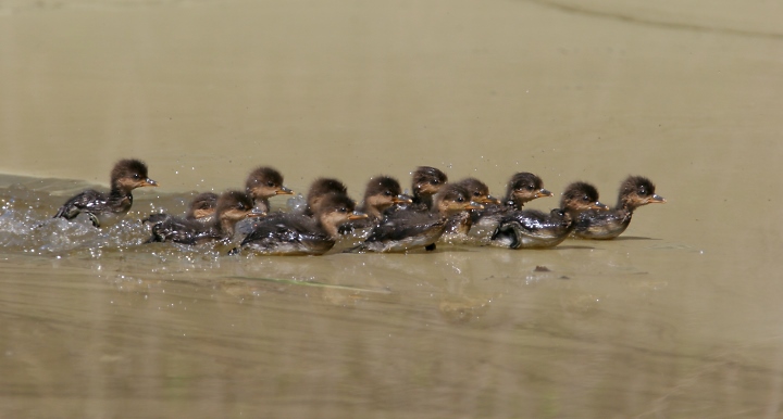 OK, cuteness warning... Recently hatched Hooded Mergansers race to their mother's protection as we approach a quiet pond in Frederick County, Maryland (4/22/2007).