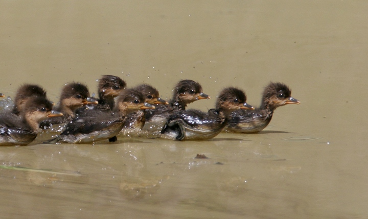Recently hatched Hooded Mergansers race to their mother's protection as we approach a quiet pond in Frederick County, Maryland (4/22/2007).