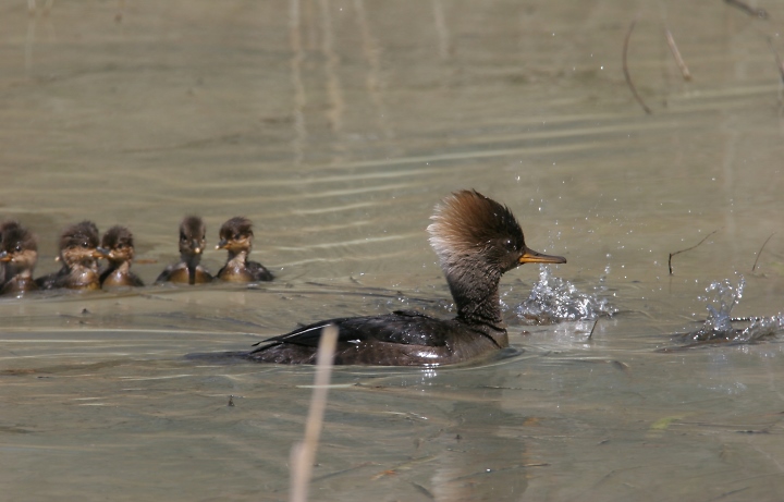 Recently hatched Hooded Mergansers race to their mother's protection as we approach a quiet pond in Frederick County, Maryland (4/22/2007).