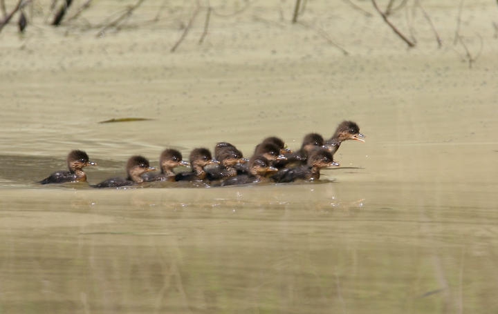 Recently hatched Hooded Mergansers race to their mother's protection as we approach a quiet pond in Frederick County, Maryland (4/22/2007).
