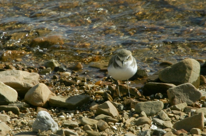 A Kentish Plover (Kentish) at Seosan, South Korea (10/16/2005).