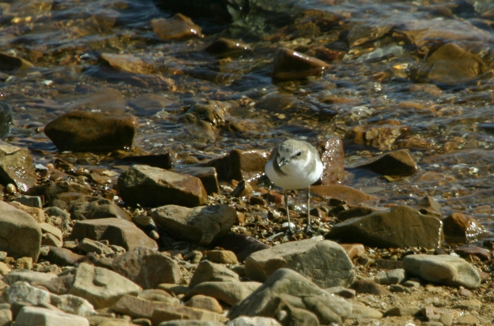 A Kentish Plover (Kentish) at Seosan, South Korea (10/16/2005).