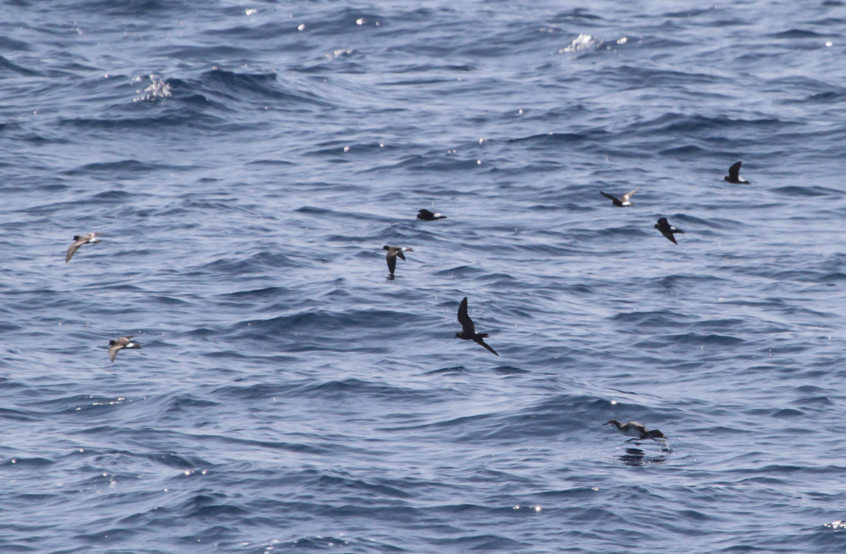 Leach's Storm-Petrel among Wilson's Storm-Petrels and an Audubon's Shearwater - Maryland waters (8/15/2010).