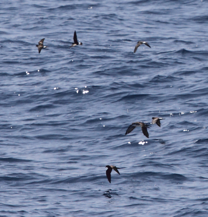 A Leach's Storm-Petrel among Wilson's Storm-Petrels and an Audubon's Shearwater - Maryland waters (8/15/2010).