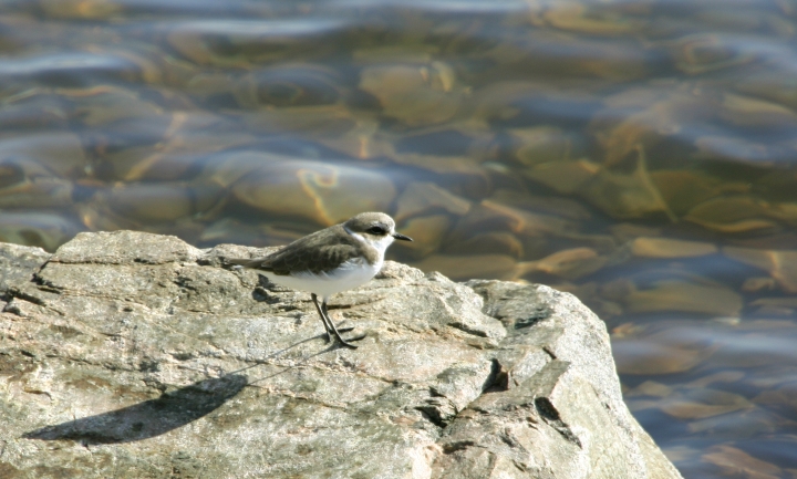 A Kentish Plover (Kentish) at Seosan, South Korea (10/16/2005).
