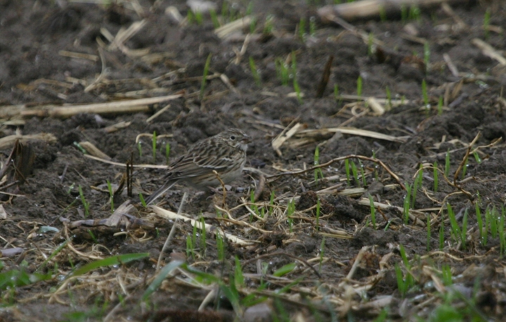 A nesting Vesper Sparrow in Garrett County, Maryland (4/29/2005).