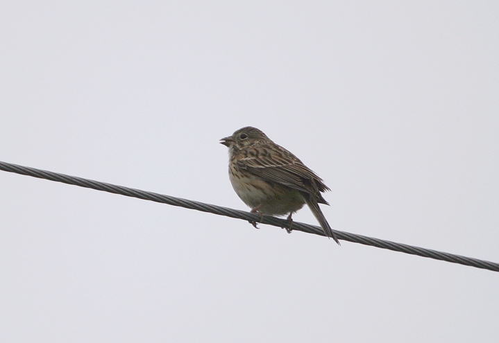 A breeding Vesper Sparrow in Garrett County, Maryland (4/29/2005).