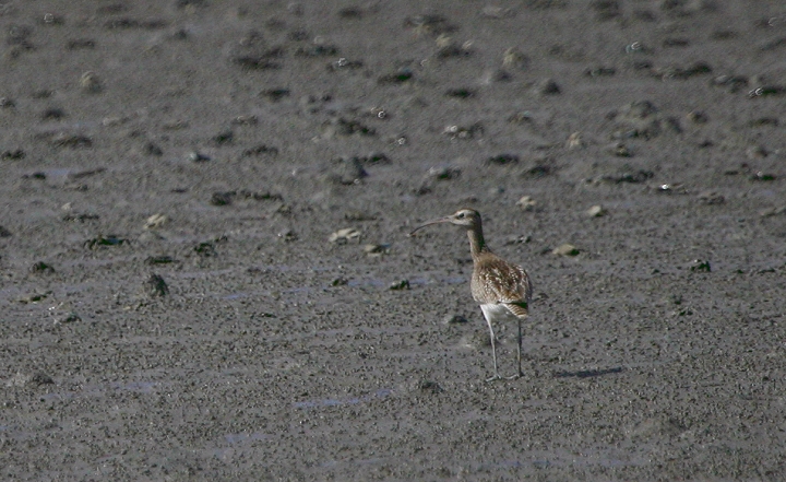 A Whimbrel on Yeongjong Island, South Korea (10/2/2005).