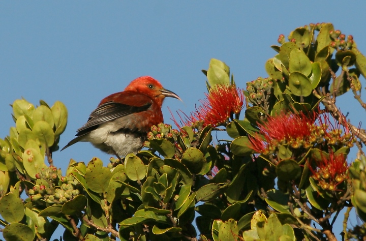 Blooming ʻŌhiʻa Lehua hosting an Apapane on Kauai (2/10/2007).