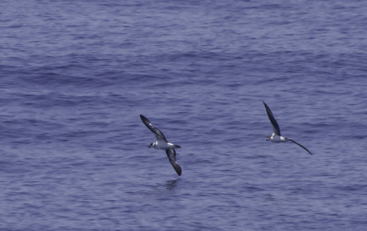 A rare Fea's Petrel (right) with a Black-capped Petrel (left) off Cape Hatteras, North Carolina (5/29/2011). It breeds in the Cape Verde Islands and Madeira Islands (Bugio) on the other side of the Atlantic.