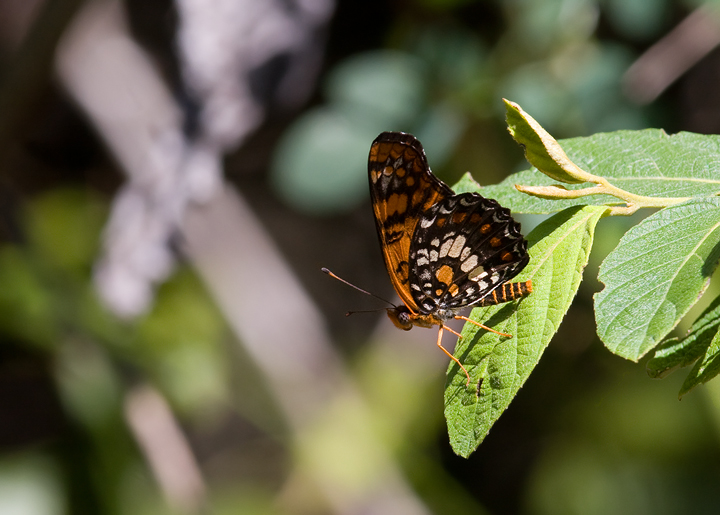 A Puerto Rican Harlequin in Puerto Rico (4/13/2009). This is one of the five endemic butterfly species in Puerto Rico. The other four are Puerto Rican Yellow (<em>Eurema portoricensis</em>), Puerto Rican Leafwing (<em>Anaea borinquenalis</em>), Puerto Rican Calisto (<em>Calisto nubila</em>), and Puerto Rican Skipper (<em>Choranthus borincona</em>). Of these, I found the Puerto Rican Calisto, a reddish satyr-like butterfly, to be common at many high elevation locations.