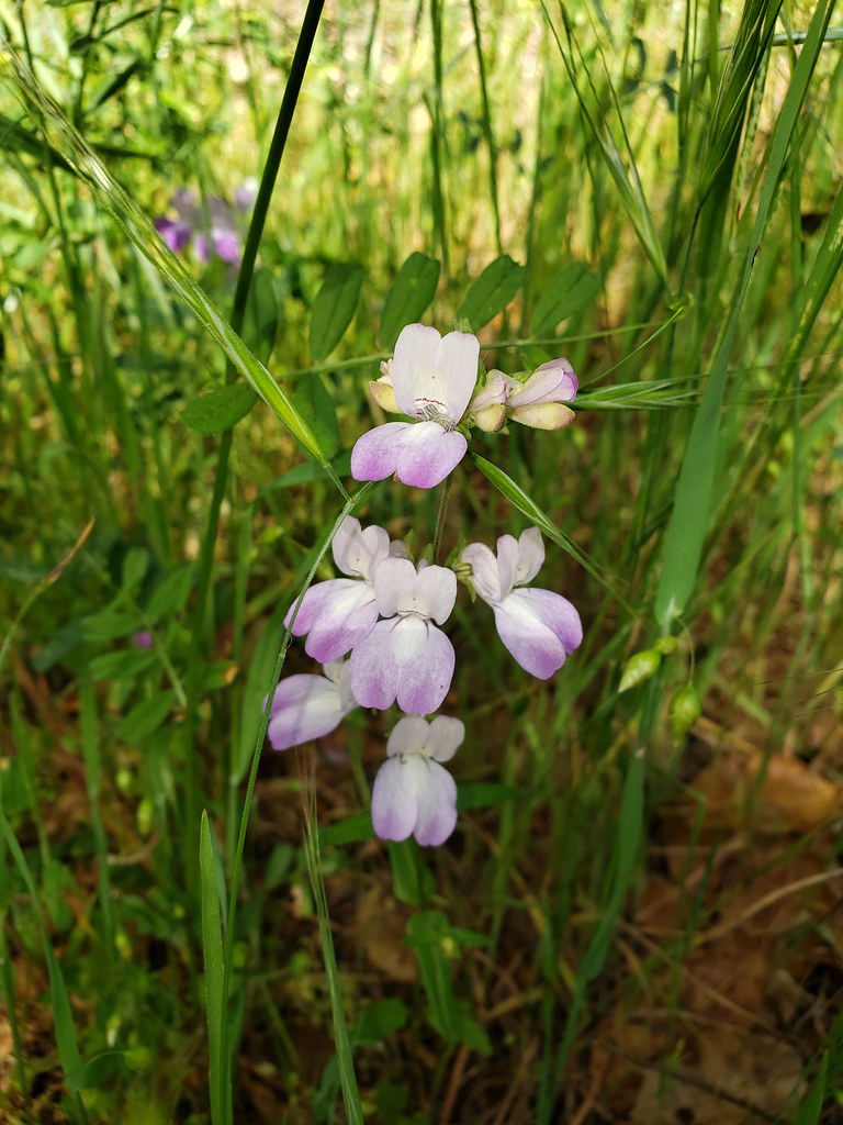 Purple Chinese Houses blooming in Monterey County, California (5/2/2020).