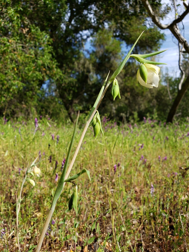 White Globe Lily blooming in Monterey County, California (5/2/2020).