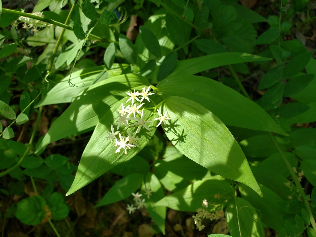 Star-flowered Lily-of-the-Valley blooming in Monterey County, California (5/2/2020).