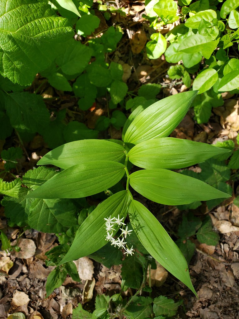 Star-flowered Lily-of-the-Valley blooming in Monterey County, California (5/2/2020).