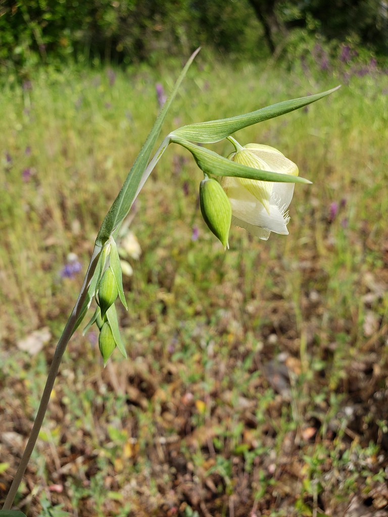 White Globe Lily blooming in Monterey County, California (5/2/2020).