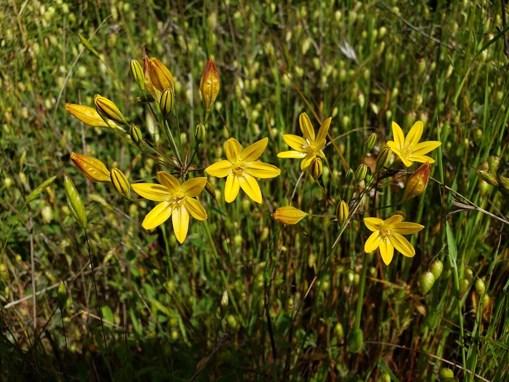 Prettyface blooming in Monterey County, California (5/2/2020).
