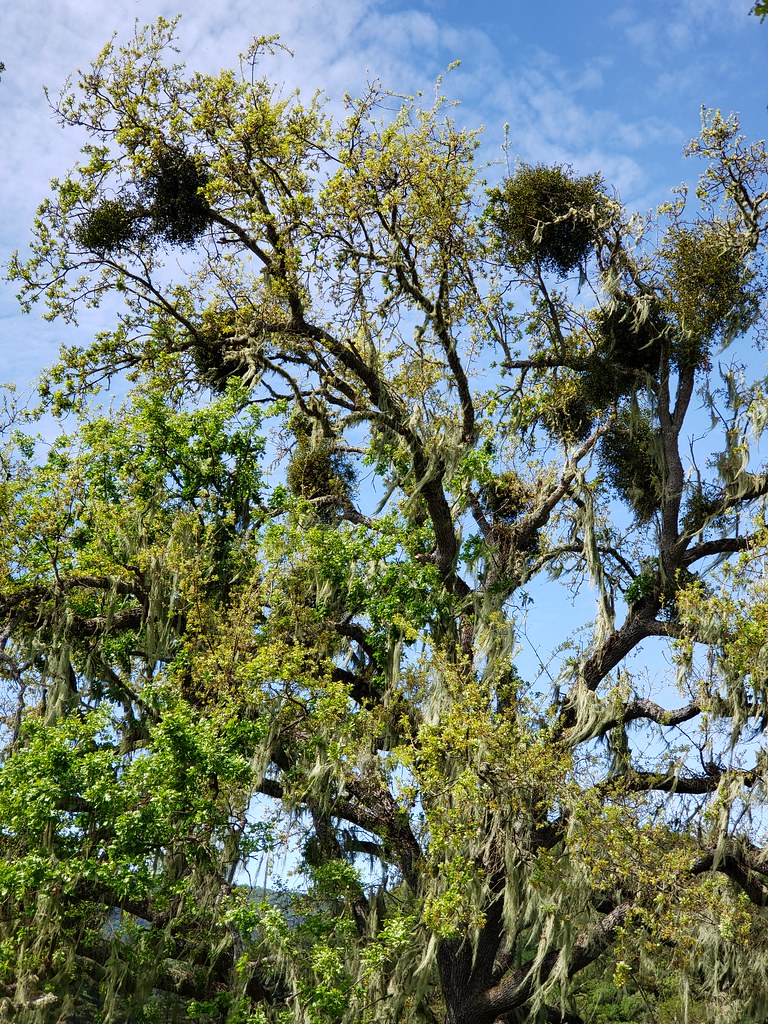 American Mistletoe on oak in Monterey County, California (5/2/2020).