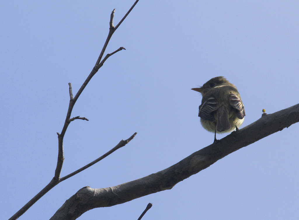 Western Flycatcher in Monterey County, California (5/2/2020).