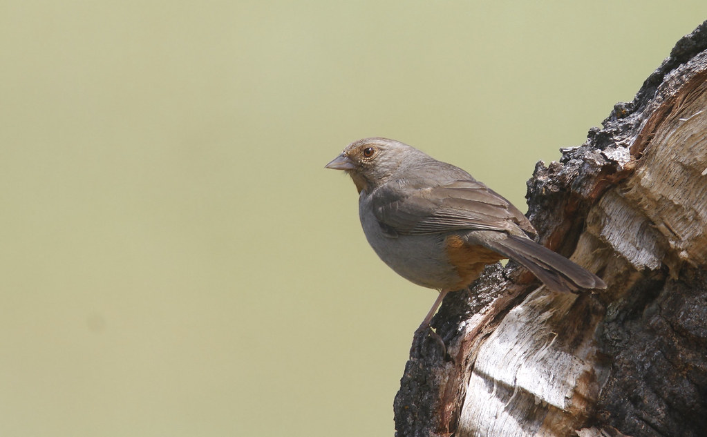 A California Towhee in Monterey County, California (5/2/2020).