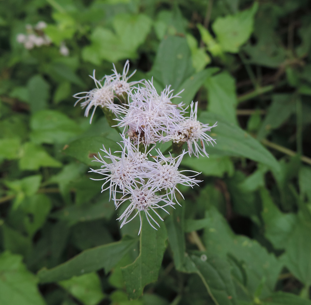 Siam Weed blooming in Cameron County, Texas (5/31/2015).