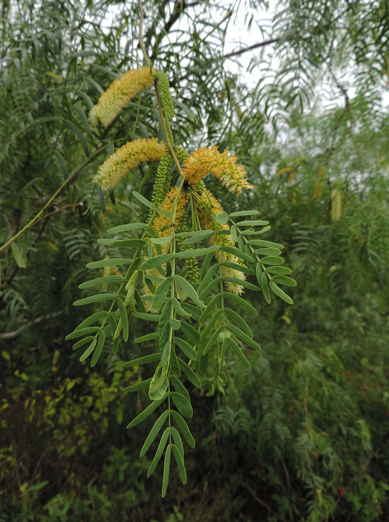 Honey Mesquite in Cameron County, Texas (5/31/2015).