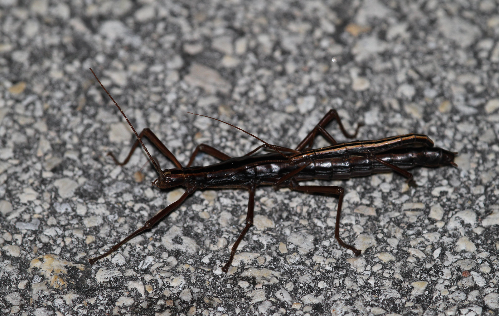 Southern Two-striped Walkingsticks mating in Miami-Dade County, Florida (11/16/2017).