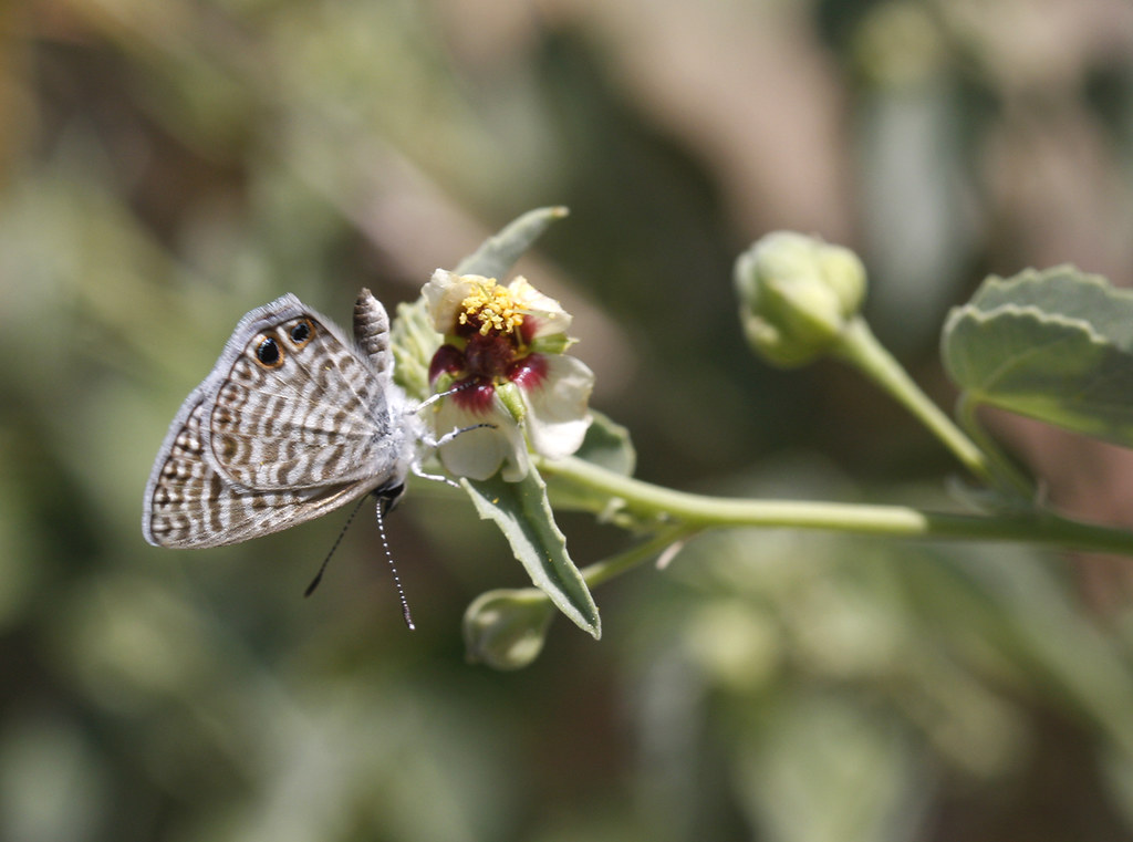 A Marine Blue in Pima County, Arizona (8/2/2008).