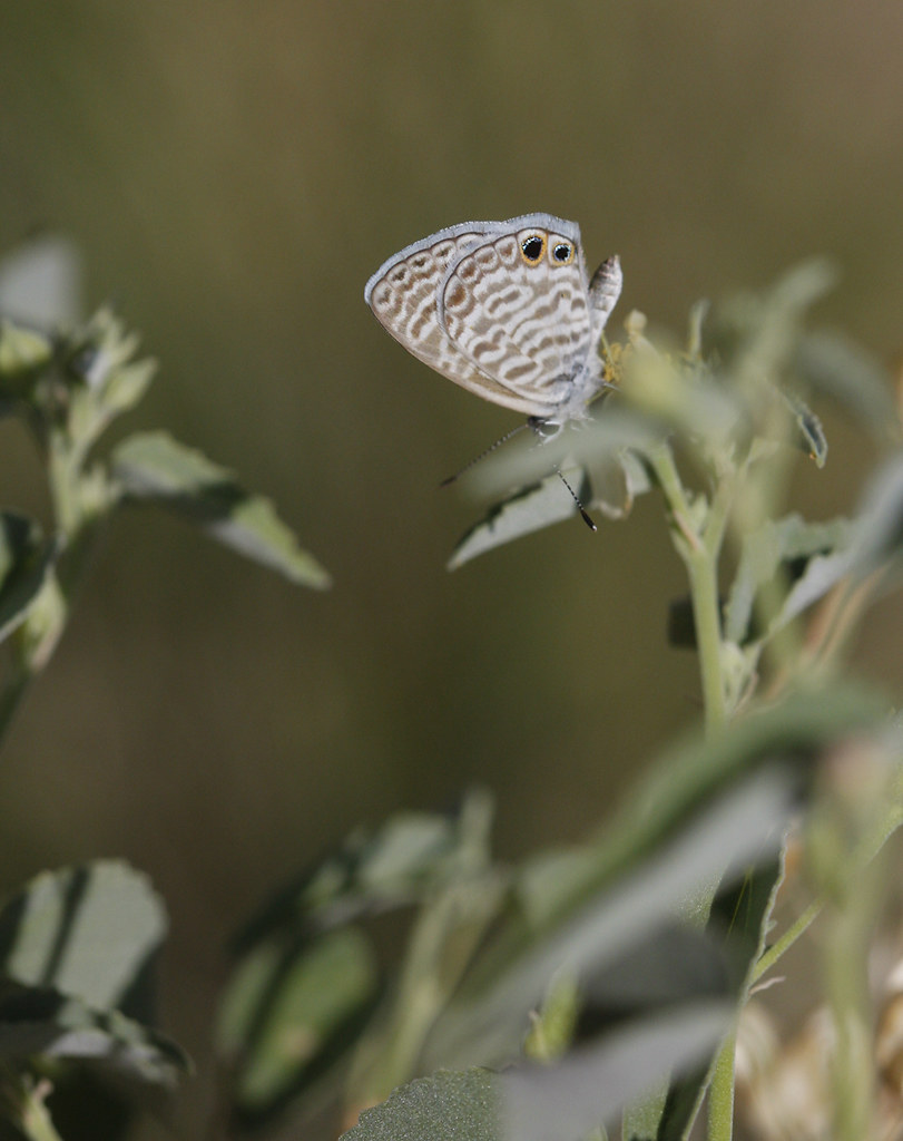 A Marine Blue in Pima County, Arizona (8/2/2008).