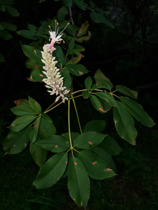 California Buckeye blooming in Monterey County, California (5/20/2020).