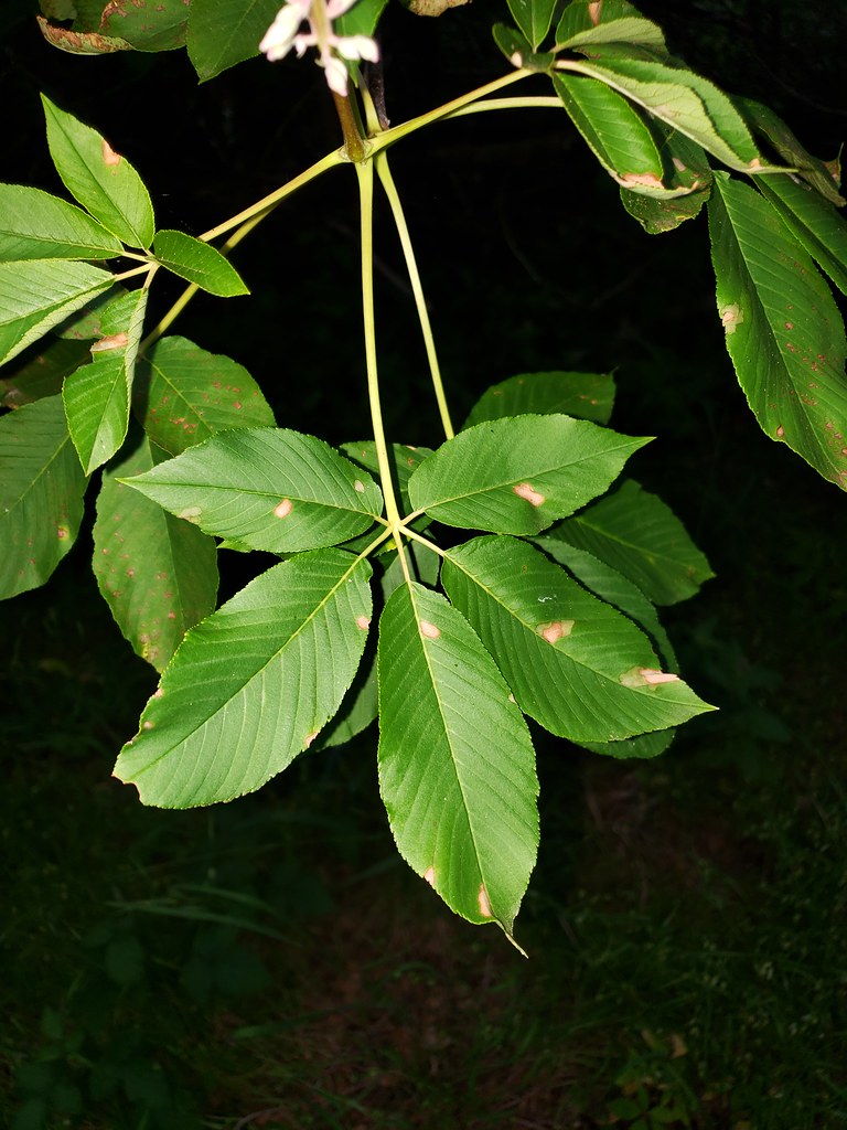 California Buckeye leaves in Monterey County, California (5/20/2020).