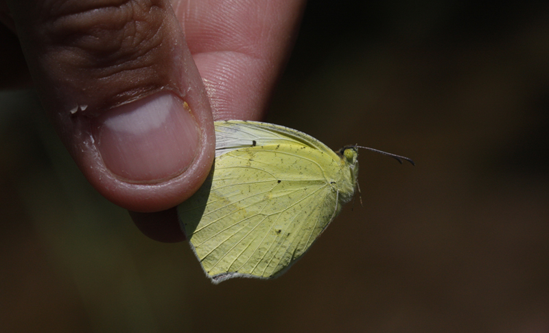 A Mexican Yellow in Pima County, Arizona (8/3/2020).