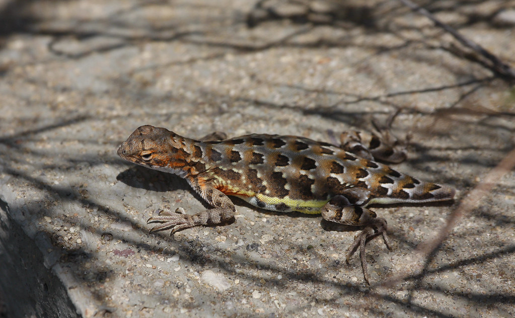 An Elegant Earless Lizard rests beside a bridge in southern Arizona (8/3/2008). The tail shape can be attributed to the lizard losing its tail and slowly regrowing it.