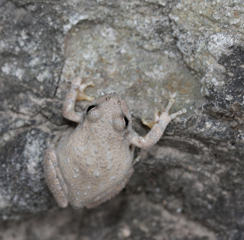 A Canyon Treefrog in Santa Cruz County, Arizona (8/4/2008).