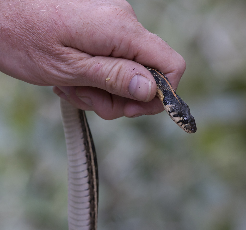 A Black-necked Gartersnake in southeastern Arizona (8/5/2008). Our only non-venomous snake for the trip!