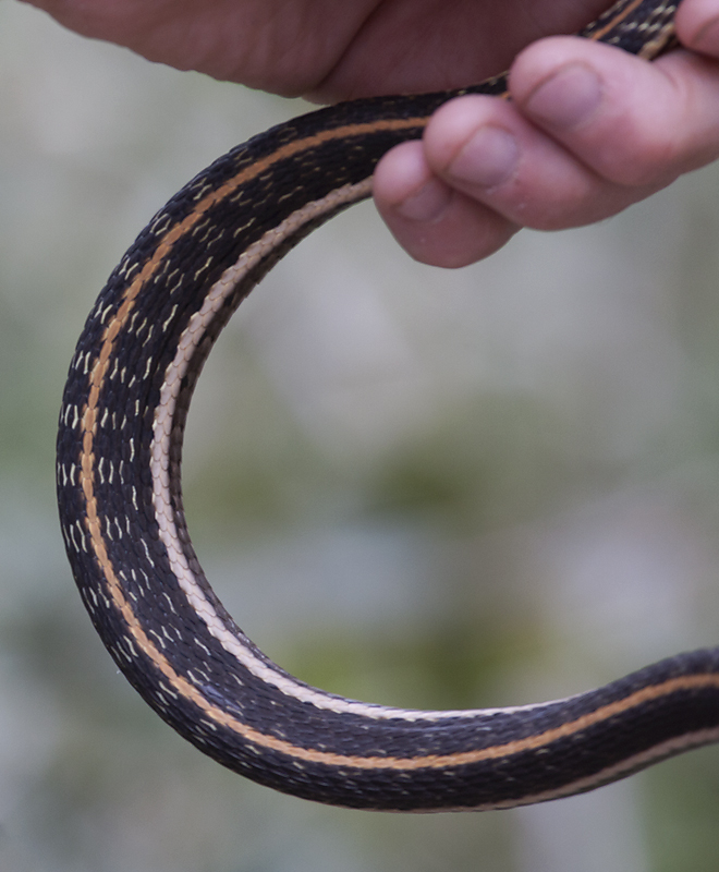 A Black-necked Gartersnake in Cochise County, Arizona (8/5/2008).