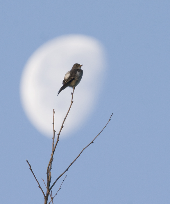 An Olive-sided Flycatcher at Sugarloaf Mountain in Frederick County, Maryland (5/25/2008).