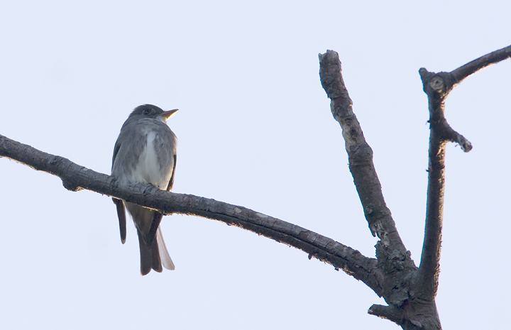 An Olive-sided Flycatcher at Sugarloaf Mountain in Frederick County, Maryland (5/25/2008).
