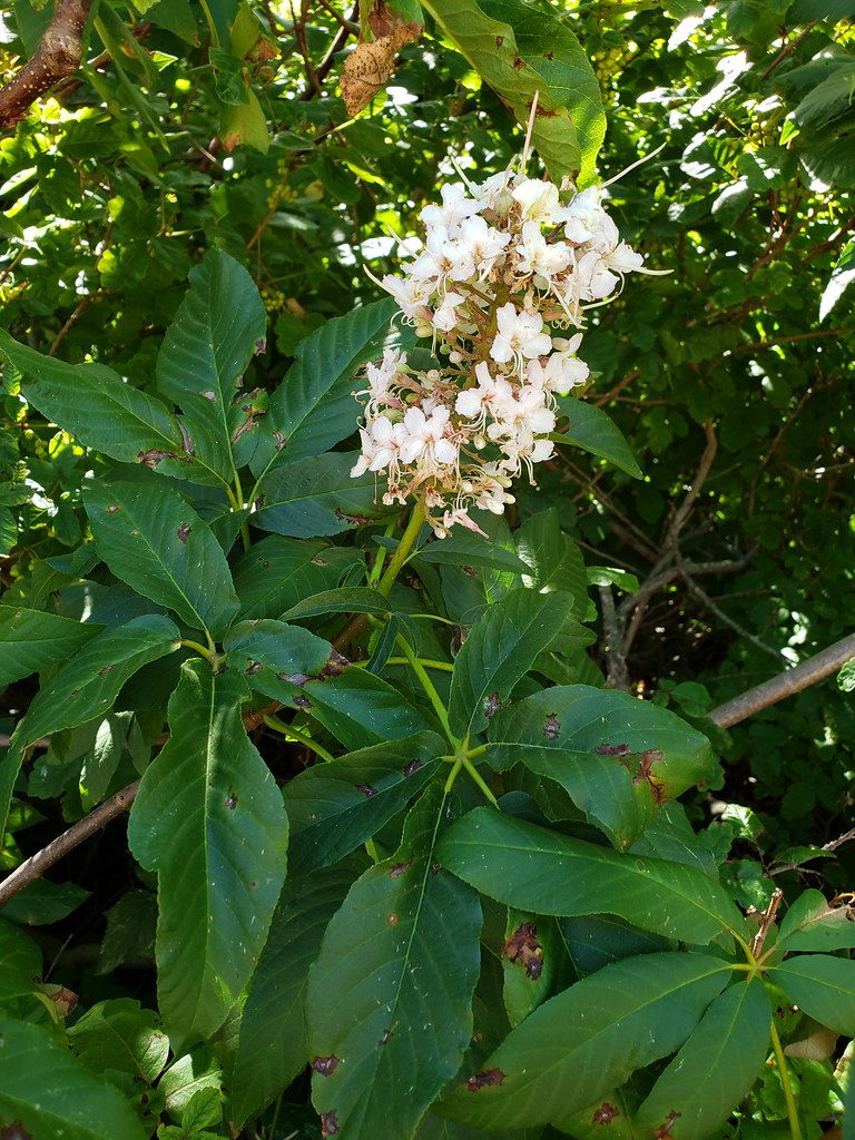 California Buckeye in Monterey County, California, (6/7/2020).