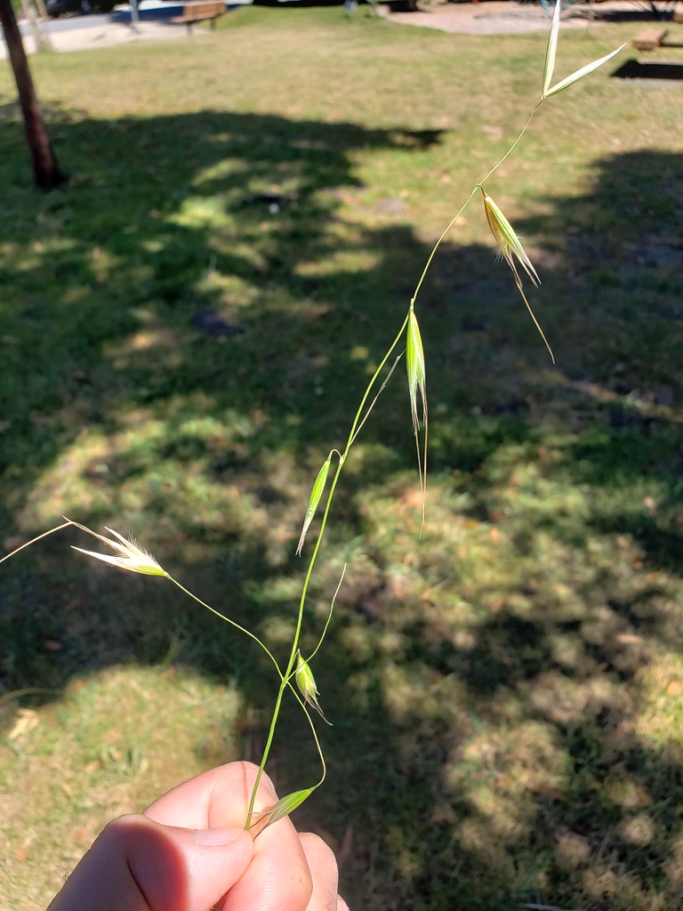 Slender Wild Oat in Monterey County, California (6/10/2020).