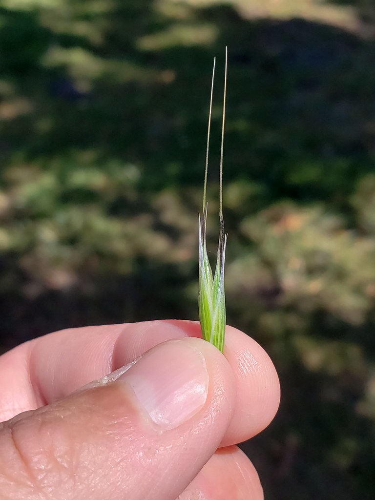 Slender Wild Oat in Monterey County, California (6/10/2020).
