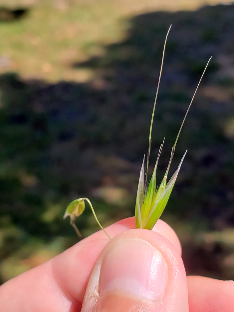 Slender Wild Oat (note split lemma) in Monterey County, California, (6/10/2020).