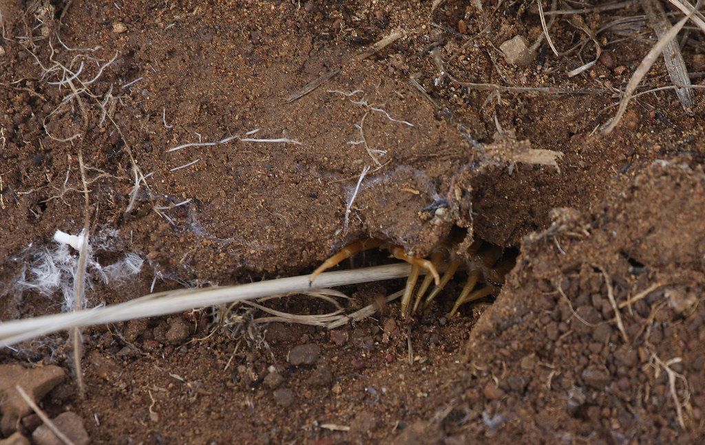 Common Desert Centipede in Cochise County, Arizona (8/4/2008).
