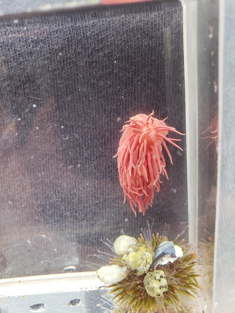 A Hopkins's Rose Nudibranch in Monterey County, California (6/27/2020).