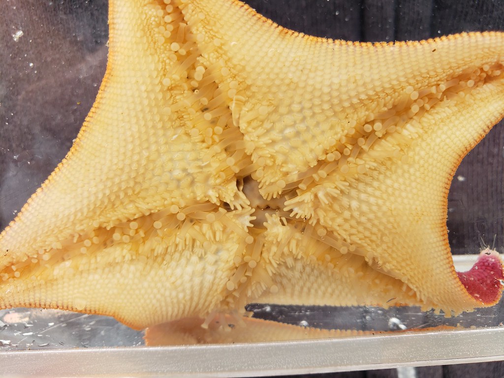 Bat Star (underside) in Monterey County, California (6/27/2020).