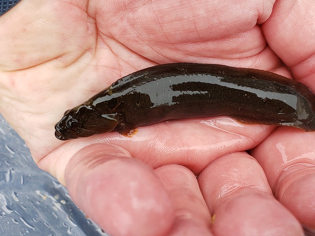 A Monkey-faced Prickleback in Monterey County, California (6/27/2020).